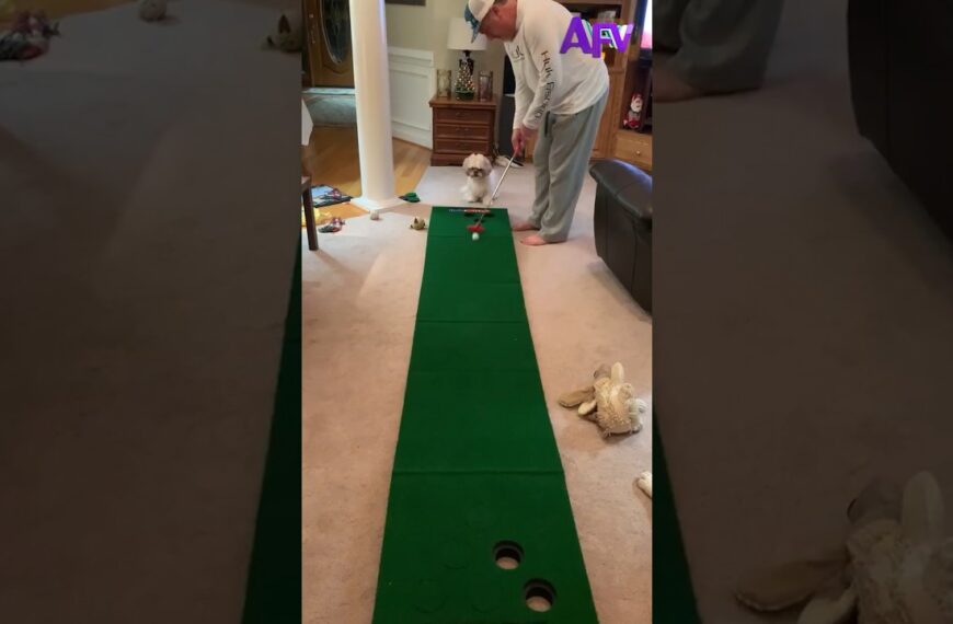 Putter oder Welpe? #shorts #golf #hund #lustig #afv